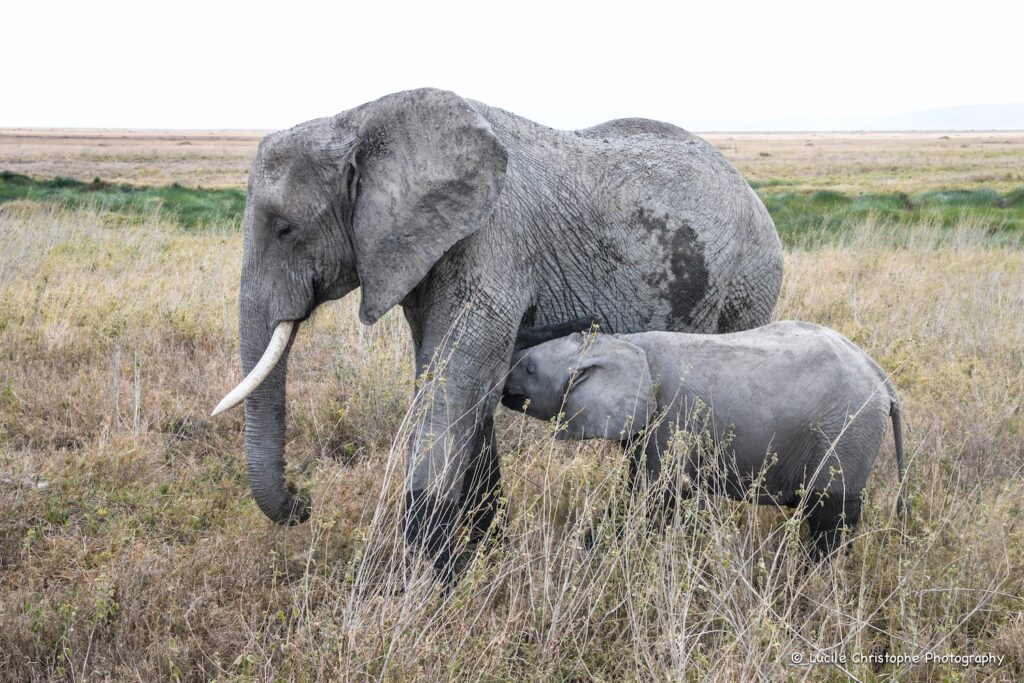 Allaitement éléphant Serengeti