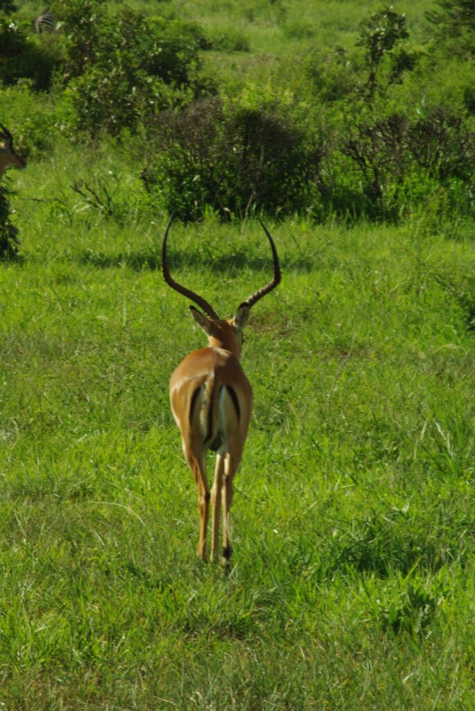 Antilope parc du Sud tanzanie, Mikumi