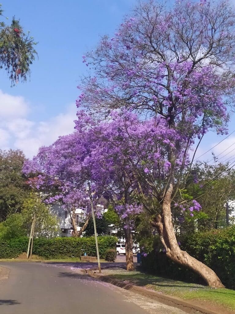 Arusha Jacaranda Tree