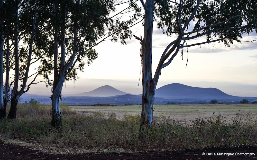 Campagne Tanzanienne