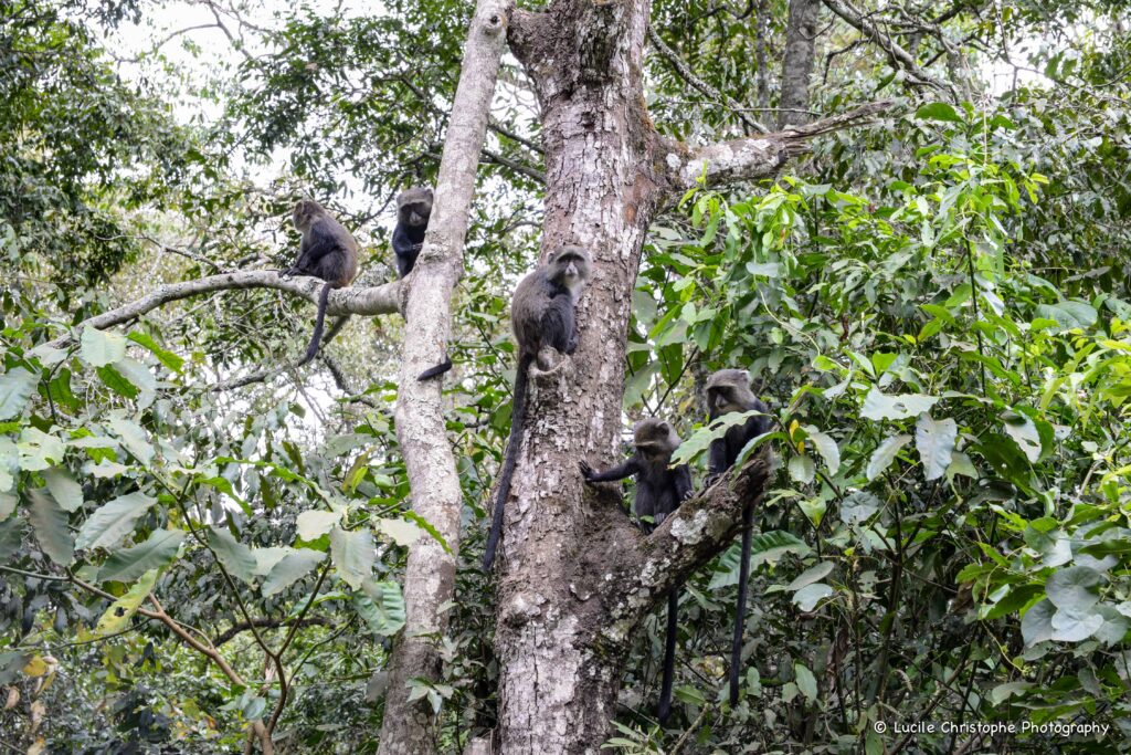 Cinq singes perchés dans un arbre dans le parc national d’Arusha en Tanzanie