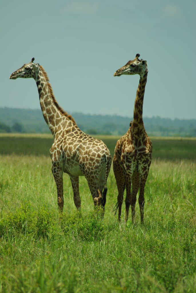 Duo de Giraffe, parc Mikumi ,Sud Tanzanie