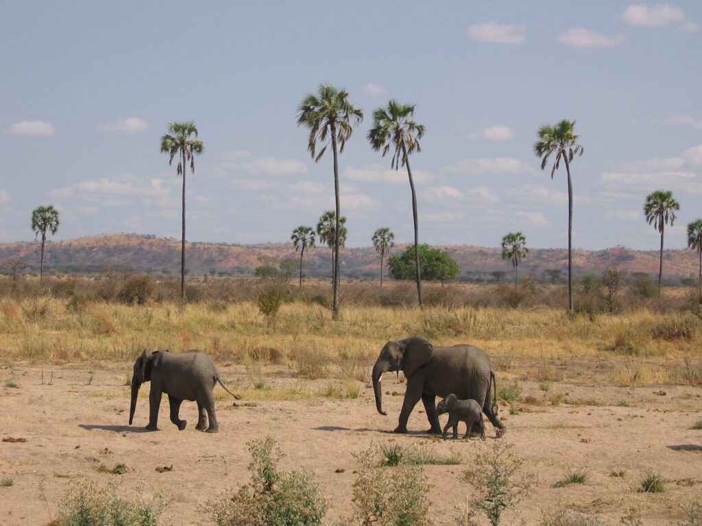 Éléphants sur fond de palmier au Ruaha