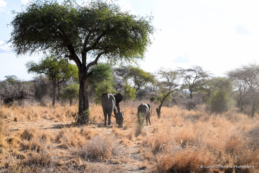 Famille d'éléphants au Tarangire