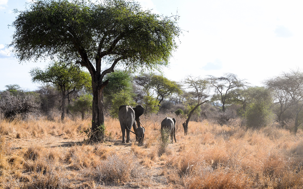 Famille d'éléphants au Tarangire