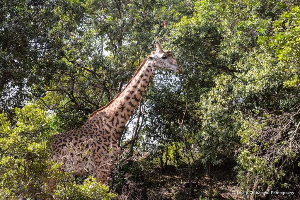 Girafe se tenant parmi les arbres dans le parc national d’Arusha, Tanzanie