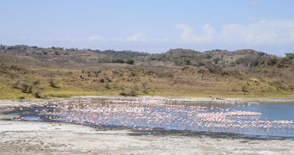 Étendue d’eau du parc national d’Arusha avec un grand groupe de flamants roses