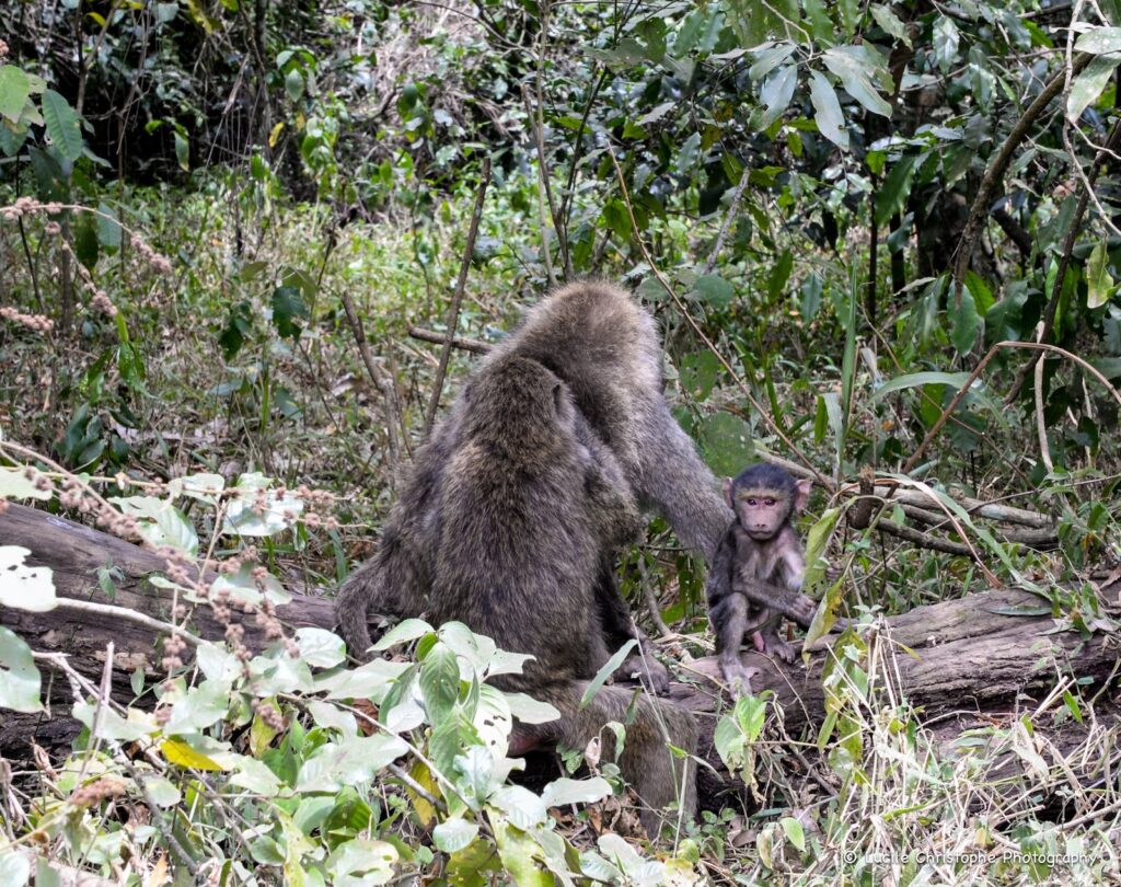 Deux singes de dos et un bébé singe regardant l’objectif au parc national d’Arusha, Tanzanie