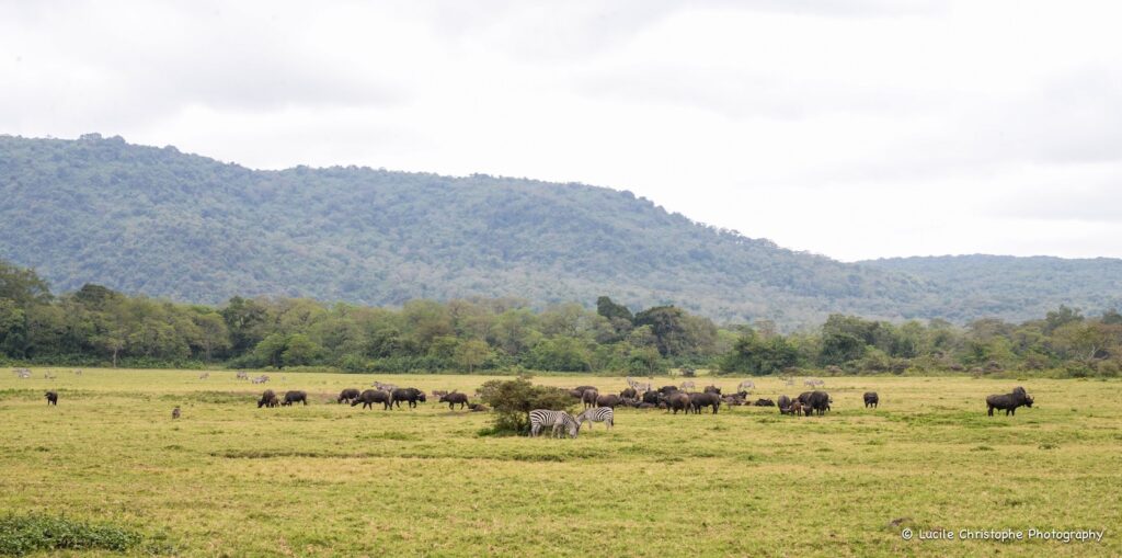 Zèbres et buffles dans la savane du parc national d’Arusha, Tanzanie