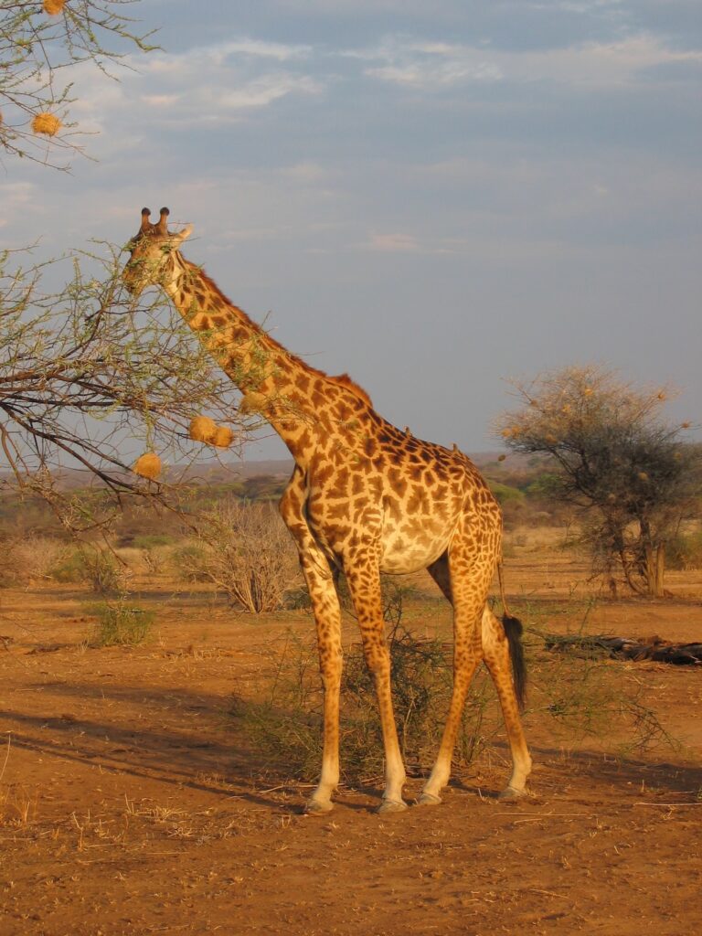 Girafe Mikumi