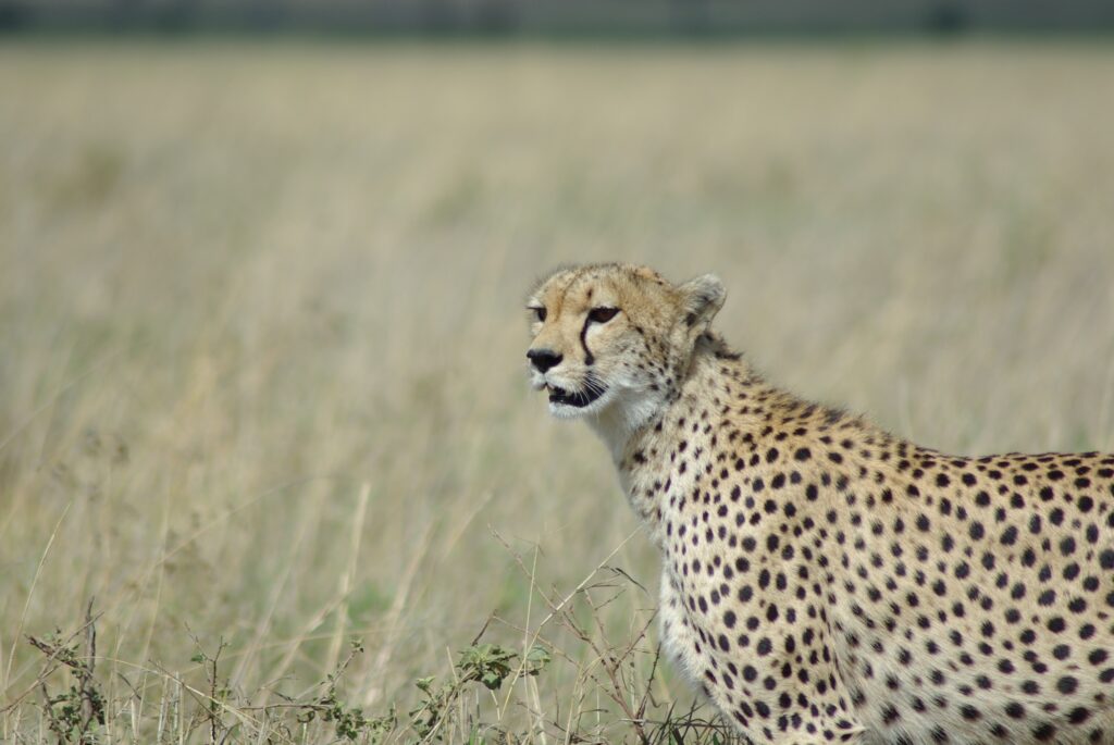 Guépard - Serengeti