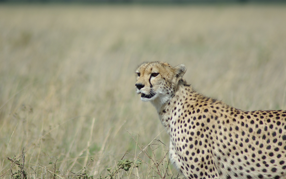Guépard - Serengeti