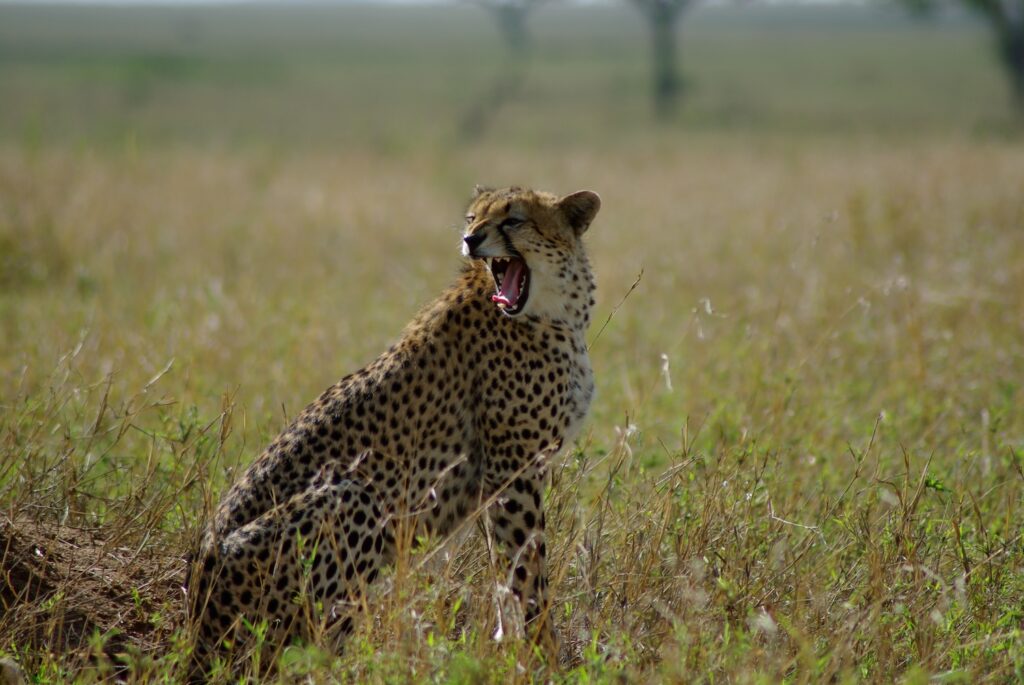 Guépard qui baille, Serengeti