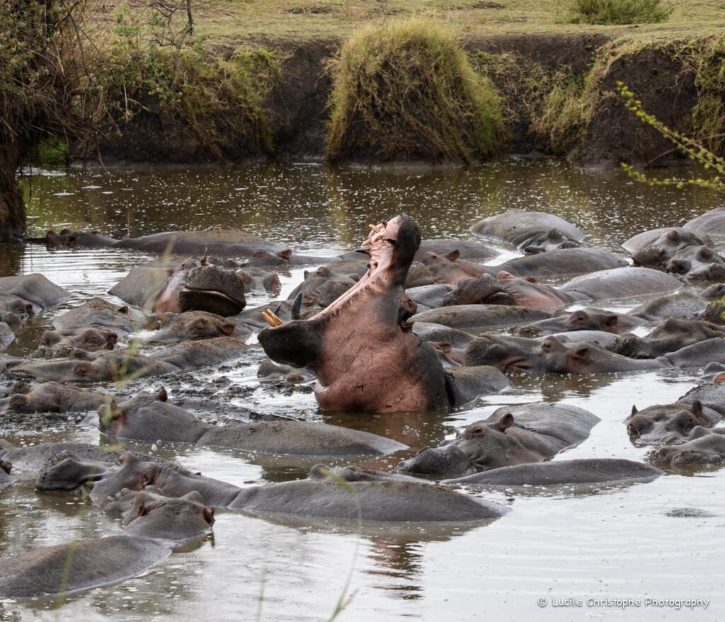 Hippo Pool, Serengeti