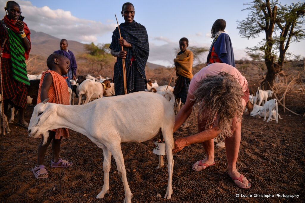 Immersion, participation à la traite en soirée