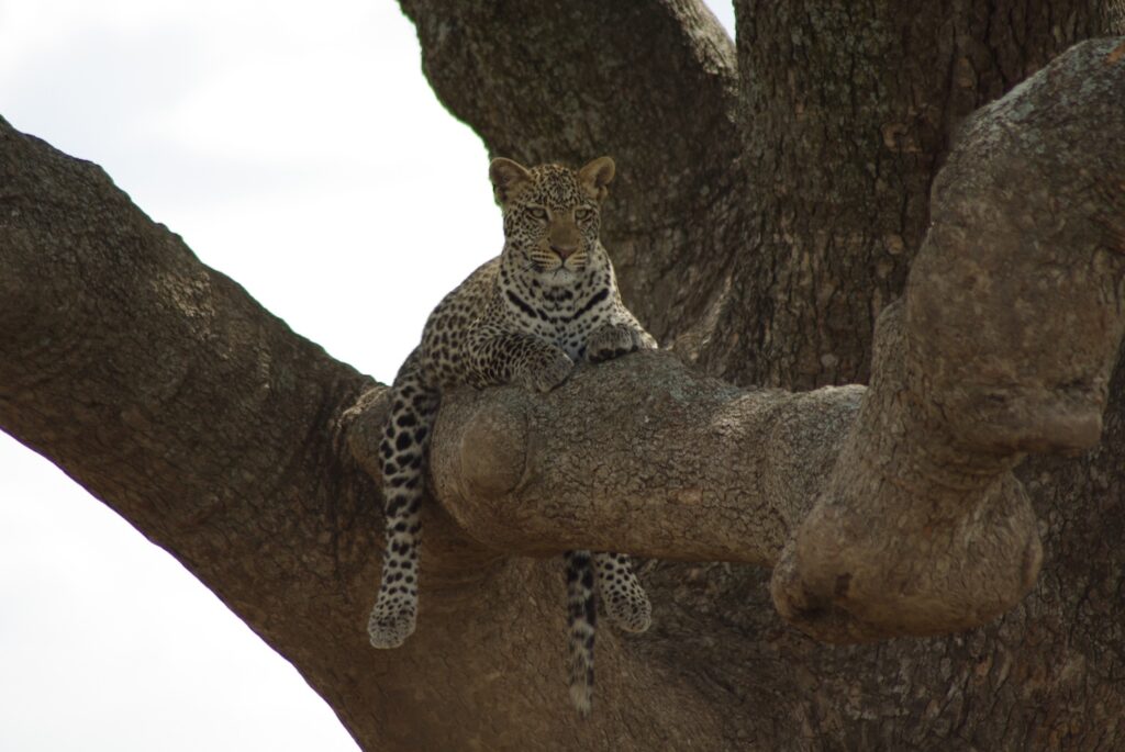 Léopard dans l'arbre Serengeti