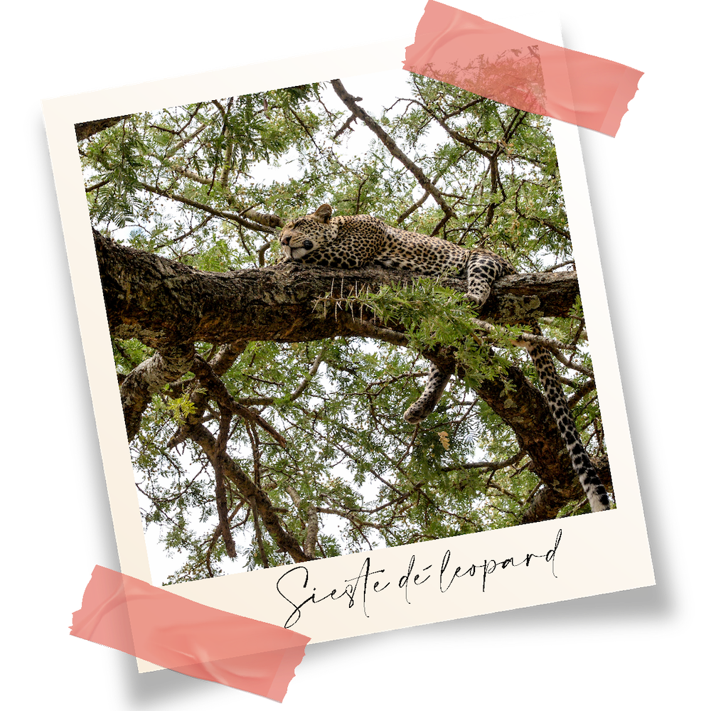 Léopard