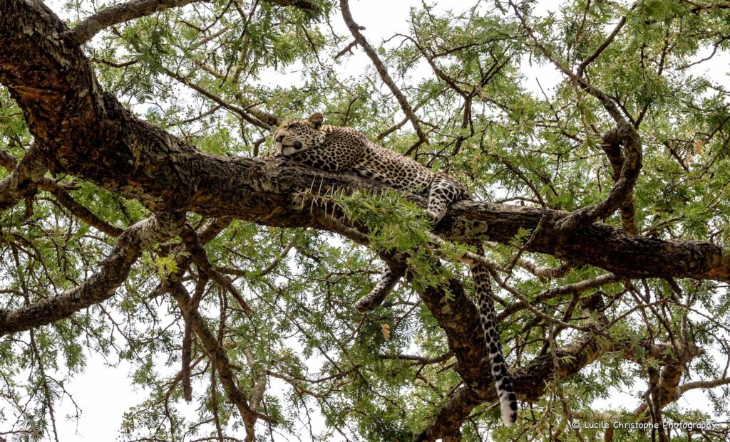 Sieste de Léopard au Serengeti