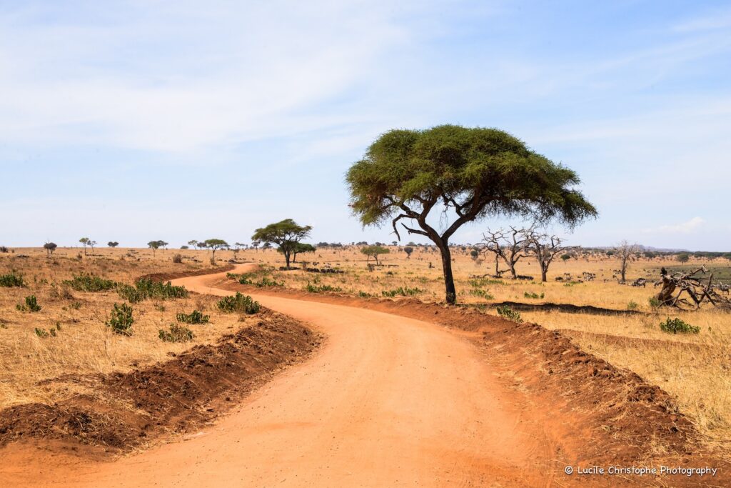 Les pistes ocre du Tarangire