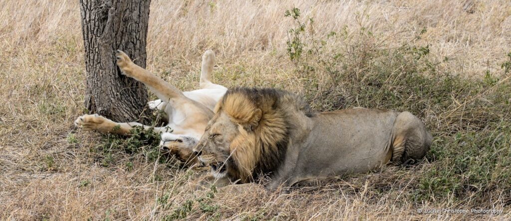 Lion et Lionne en Parade amoureuse, Serengeti