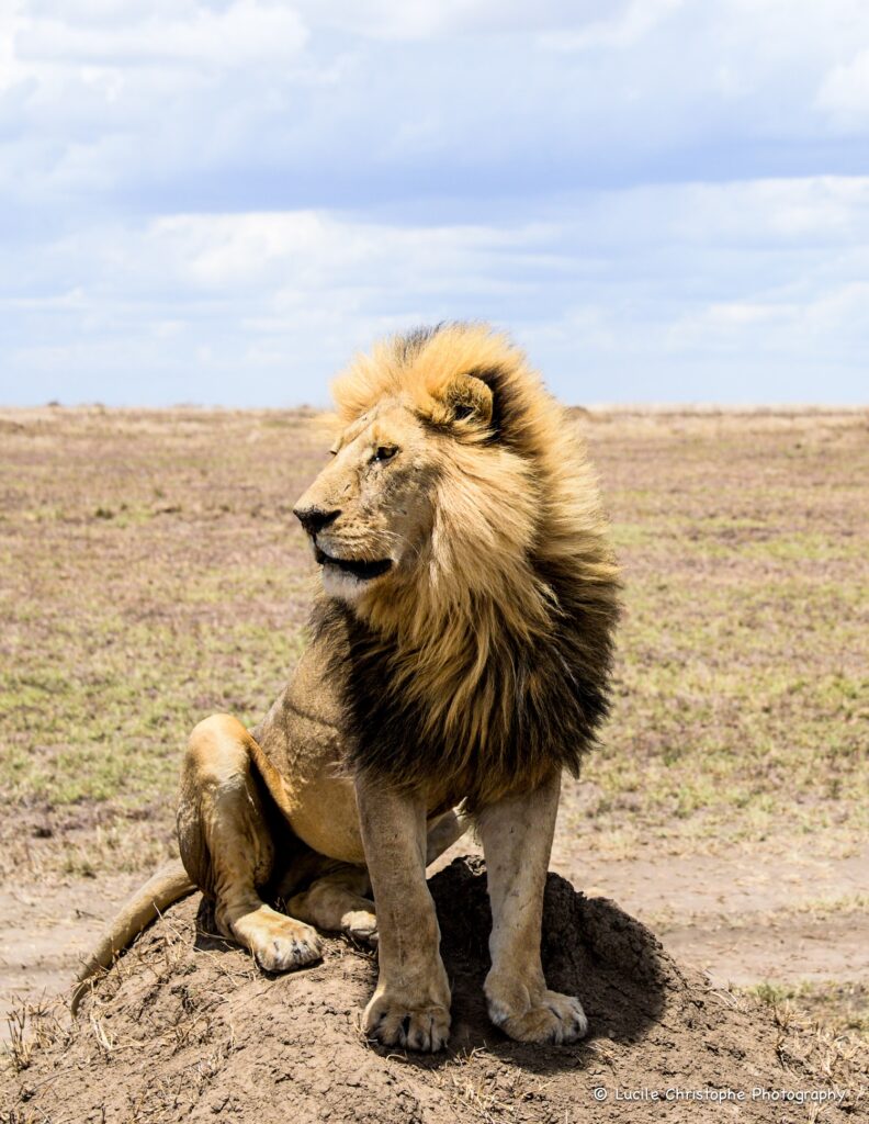 Bob Junior, Lion majestueux Serengeti