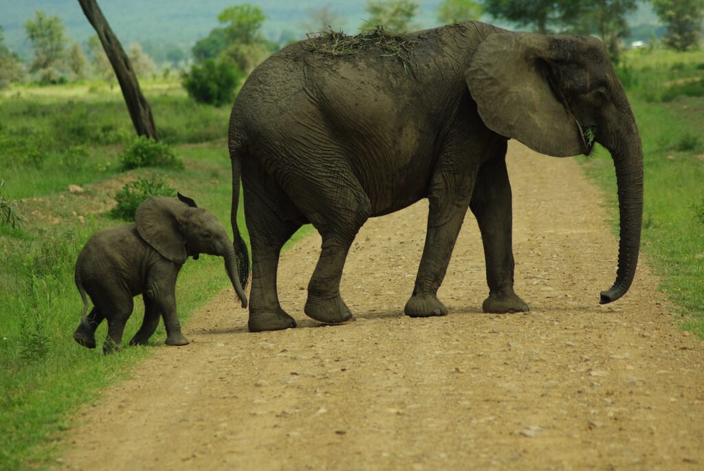 Maman et Bébé éléphant se promènent à Mikumi