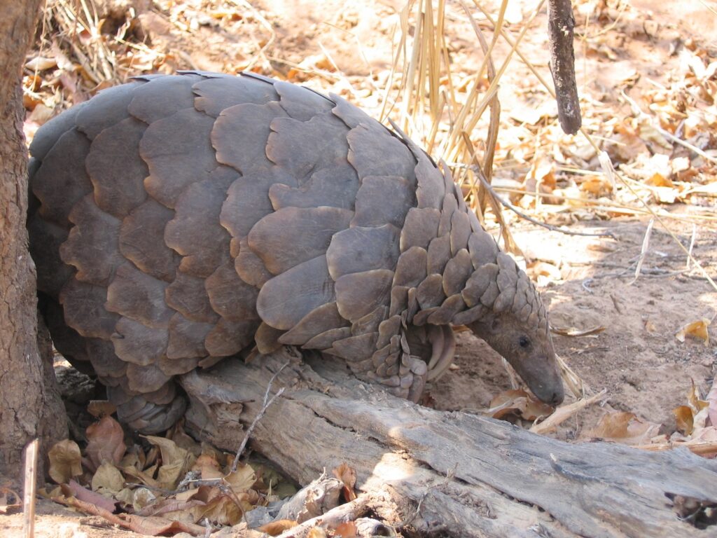 Pangolin - Ruaha