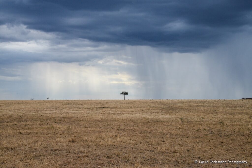 Plaines infinies - Serengeti