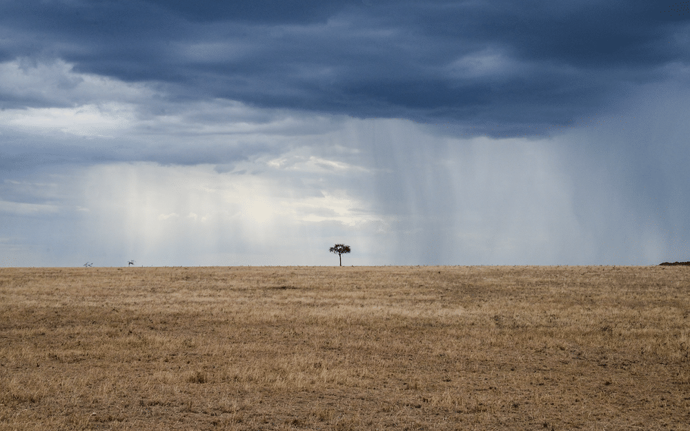 Plaines infinies - Serengeti