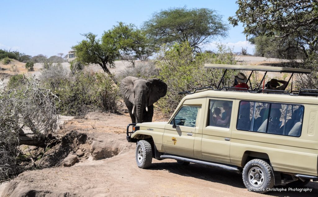 Rencontre avec un éléphant au Tarangire
