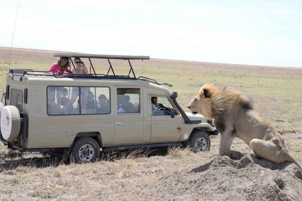 Rencontre d'un lion majestueux au Serengeti