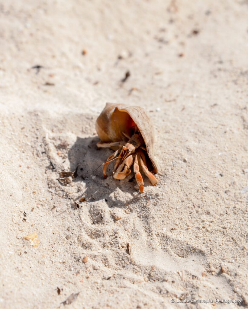Rencontre d'un bernard-l'ermite plage Zanzibar, Jambiani