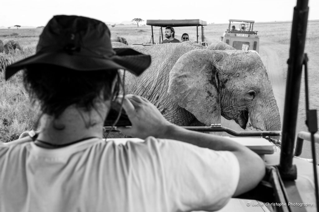 Safari, éléphant, proximité