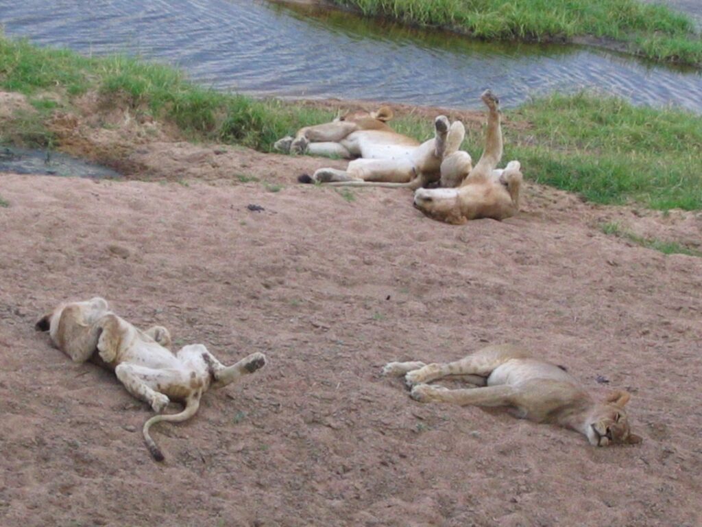Sieste Féline - parc du sud, Ruaha