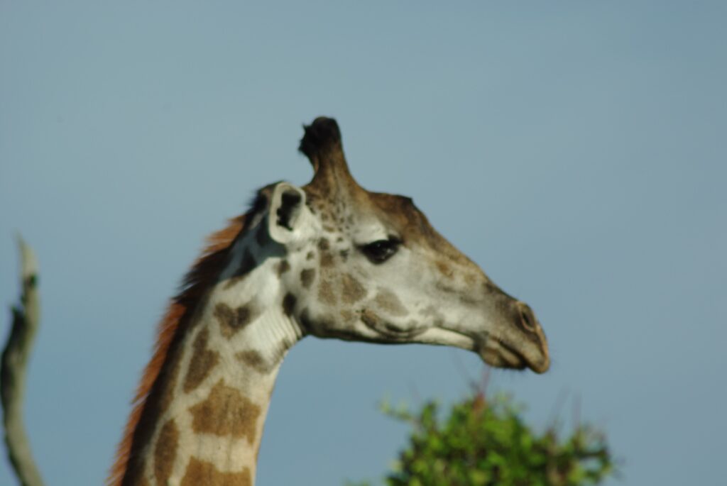 Portrait de girafe, Mikumi