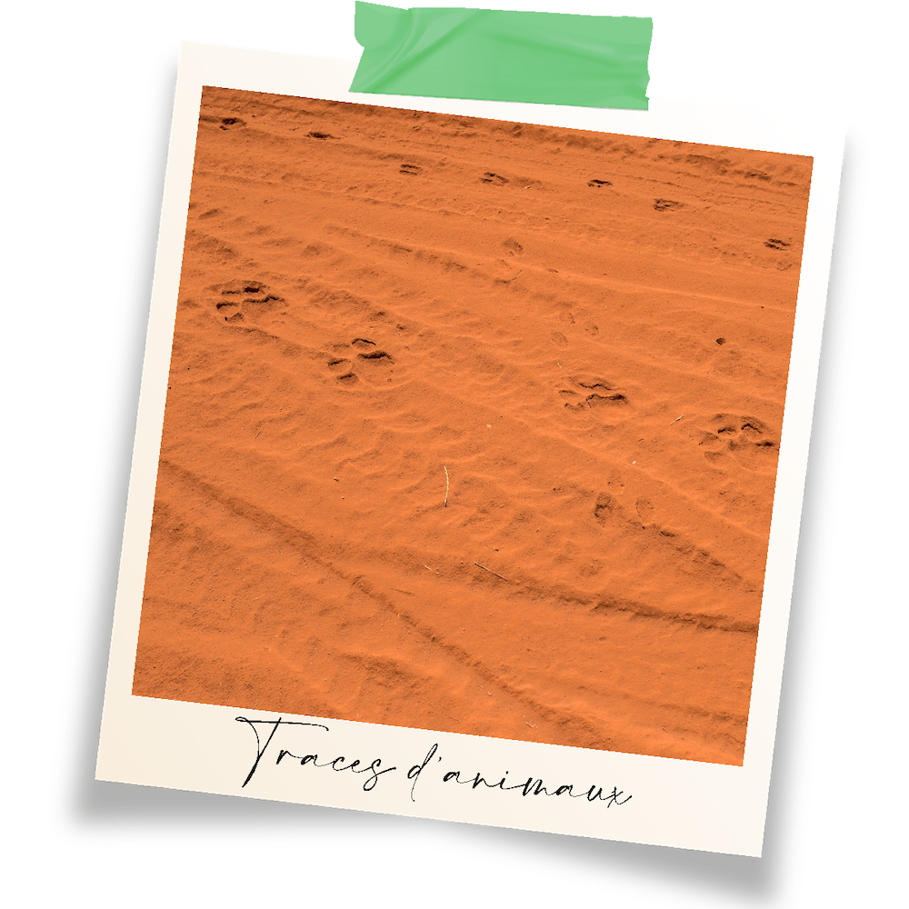 Traces d'animaux