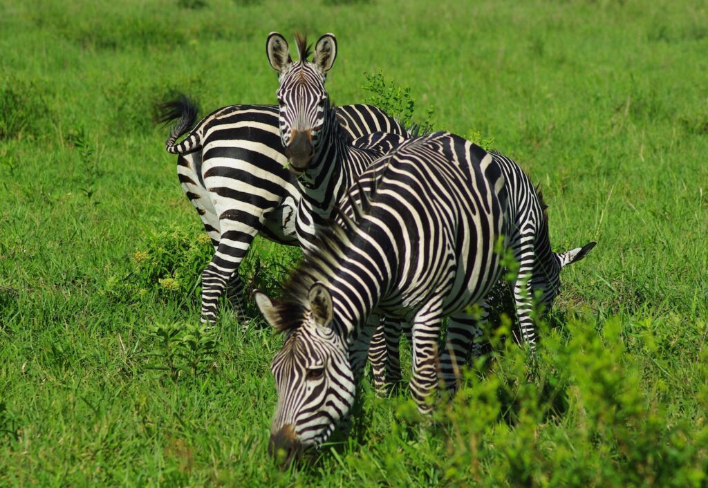 Trio de zèbres, parc Sud de Mikumi