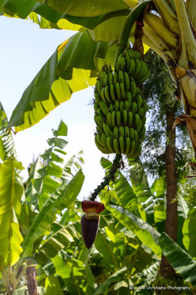 Bananier à Mto Wa Mbu