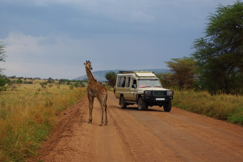 Rencontre d'une girafe