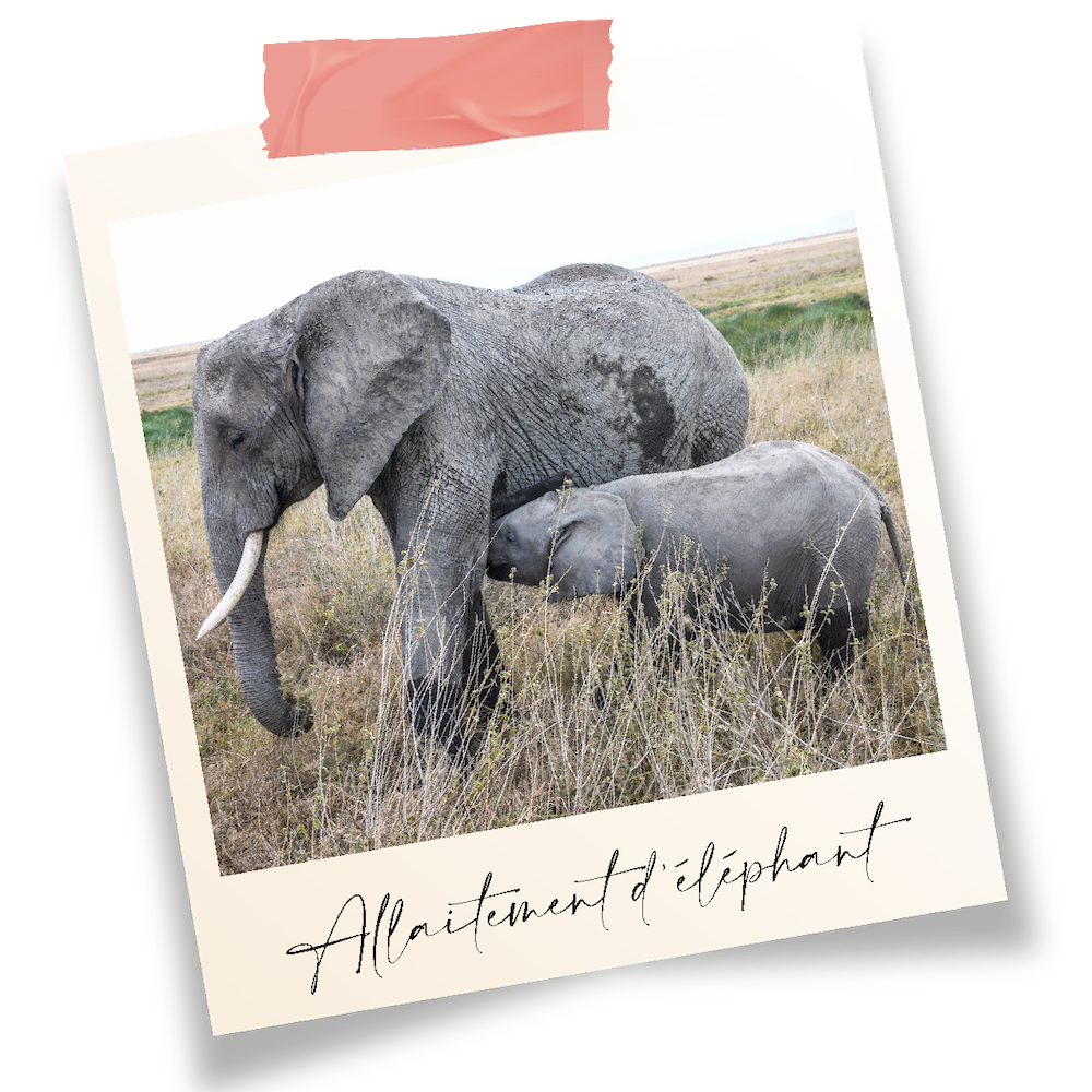 allaitement d'éléphant