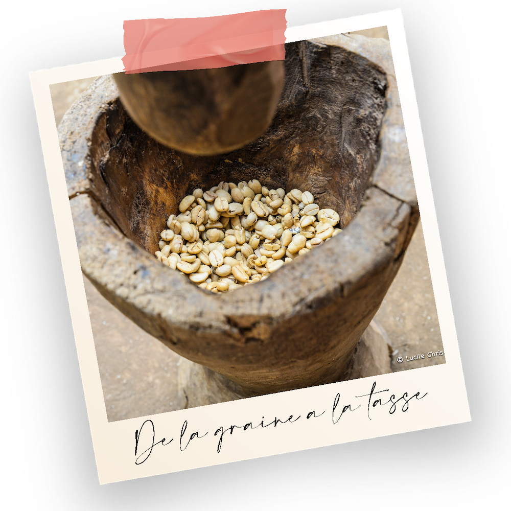 graine de café, de la graine à la tasse