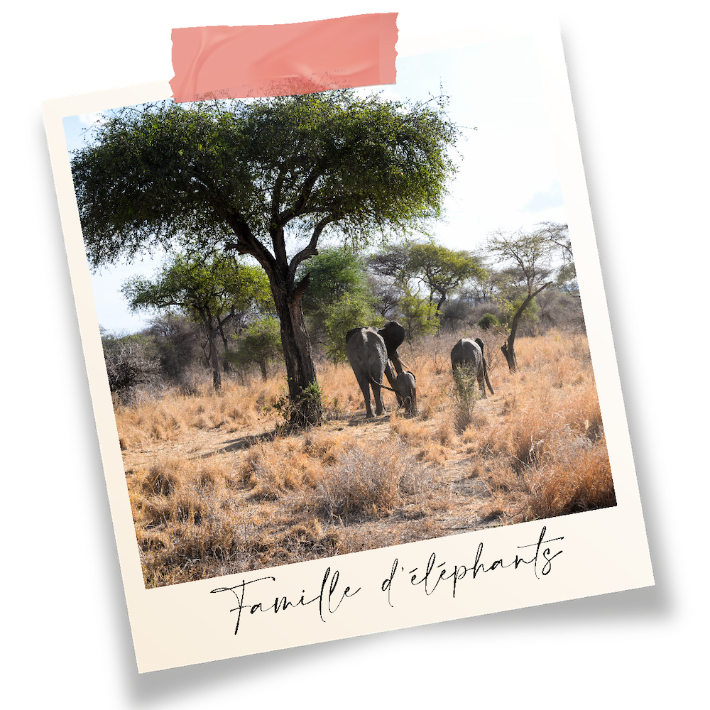 famille d'éléphants qui se promène