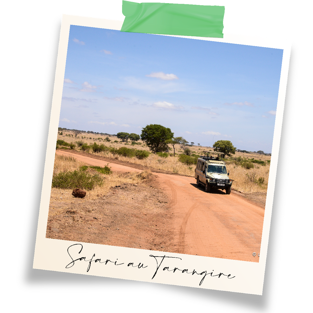 jeep en safari au tarangire