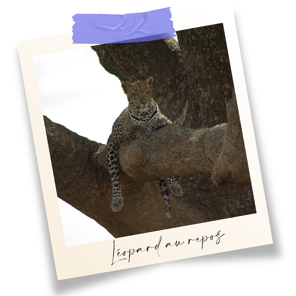 léopard dans un arbre