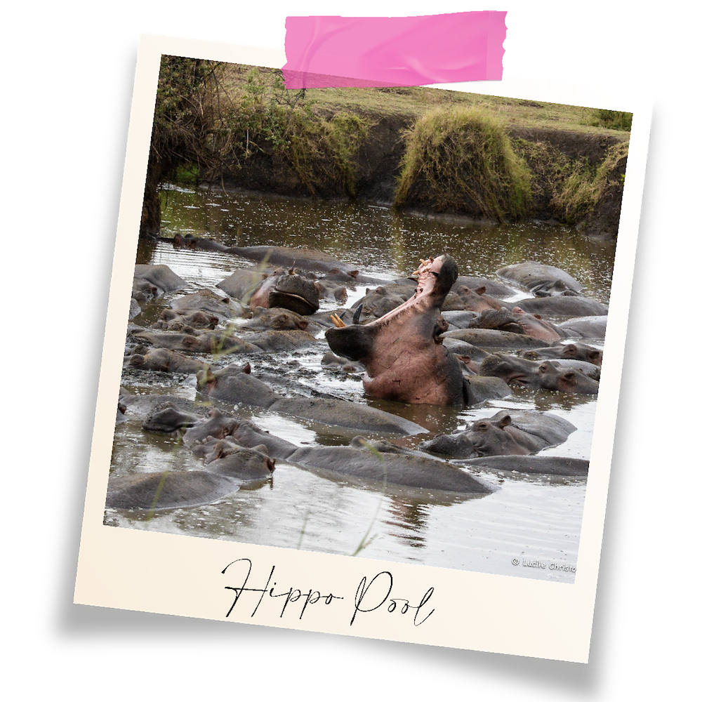 piscine d'hippopotame