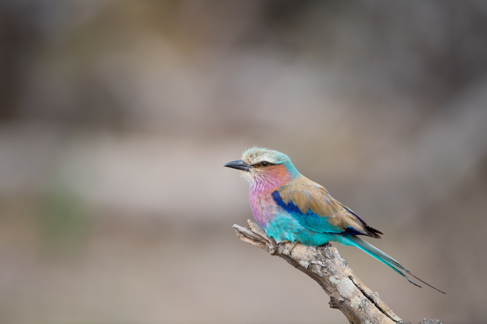 Rollier à long brins