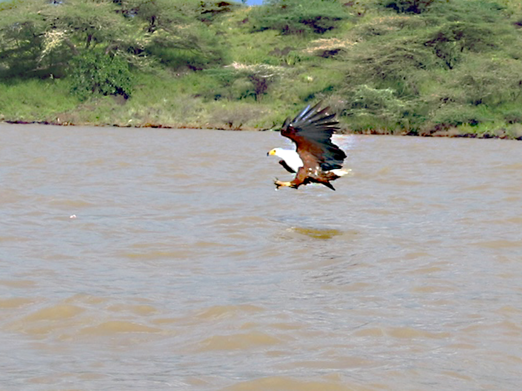 Aigle pêcheur, Selous Tanzanie