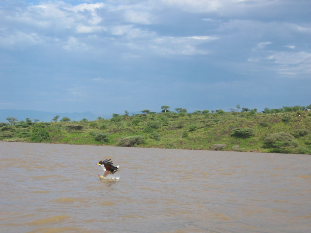 Aigle pêcheur, Selous Tanzanie