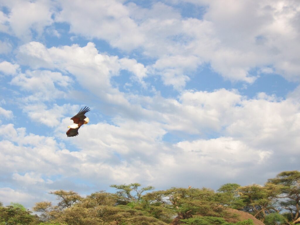 Aigle pêcheur en vol Selous