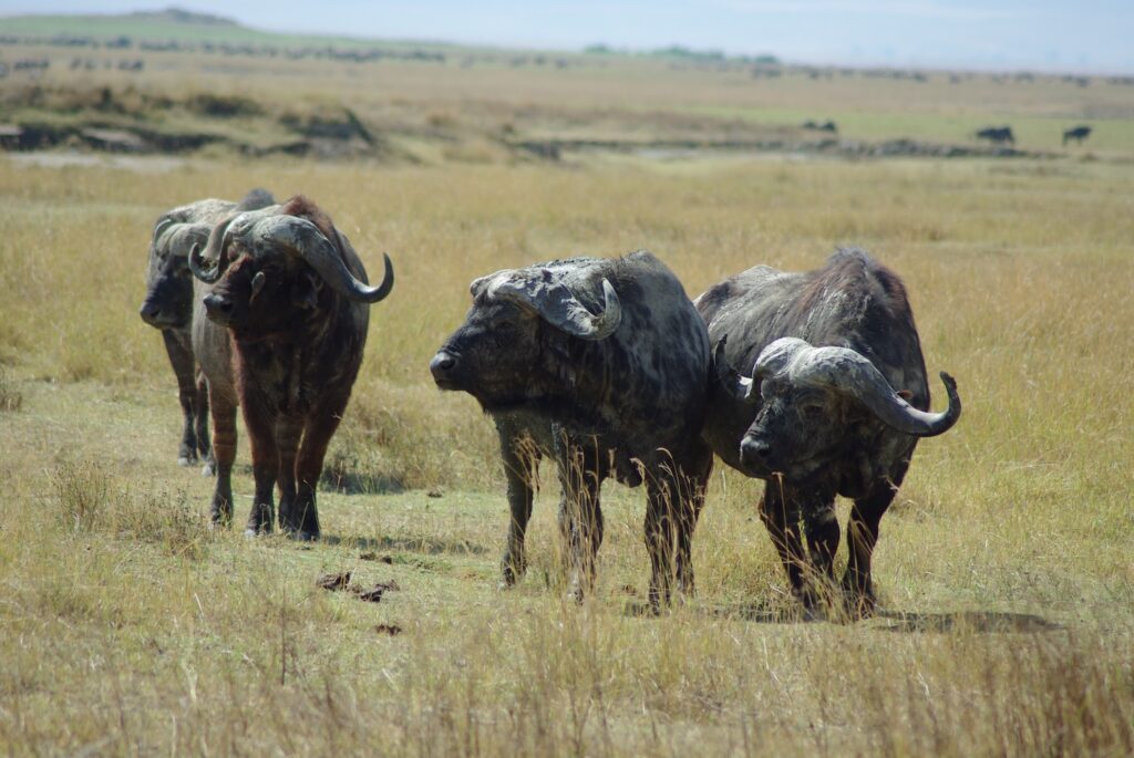 Buffle Ngorongoro